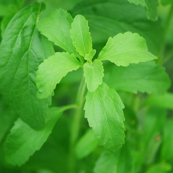Stevia - the sweet salvation from sugar