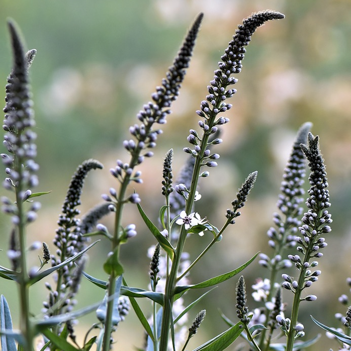Menopause Symptoms- Black Cohosh is your friend.