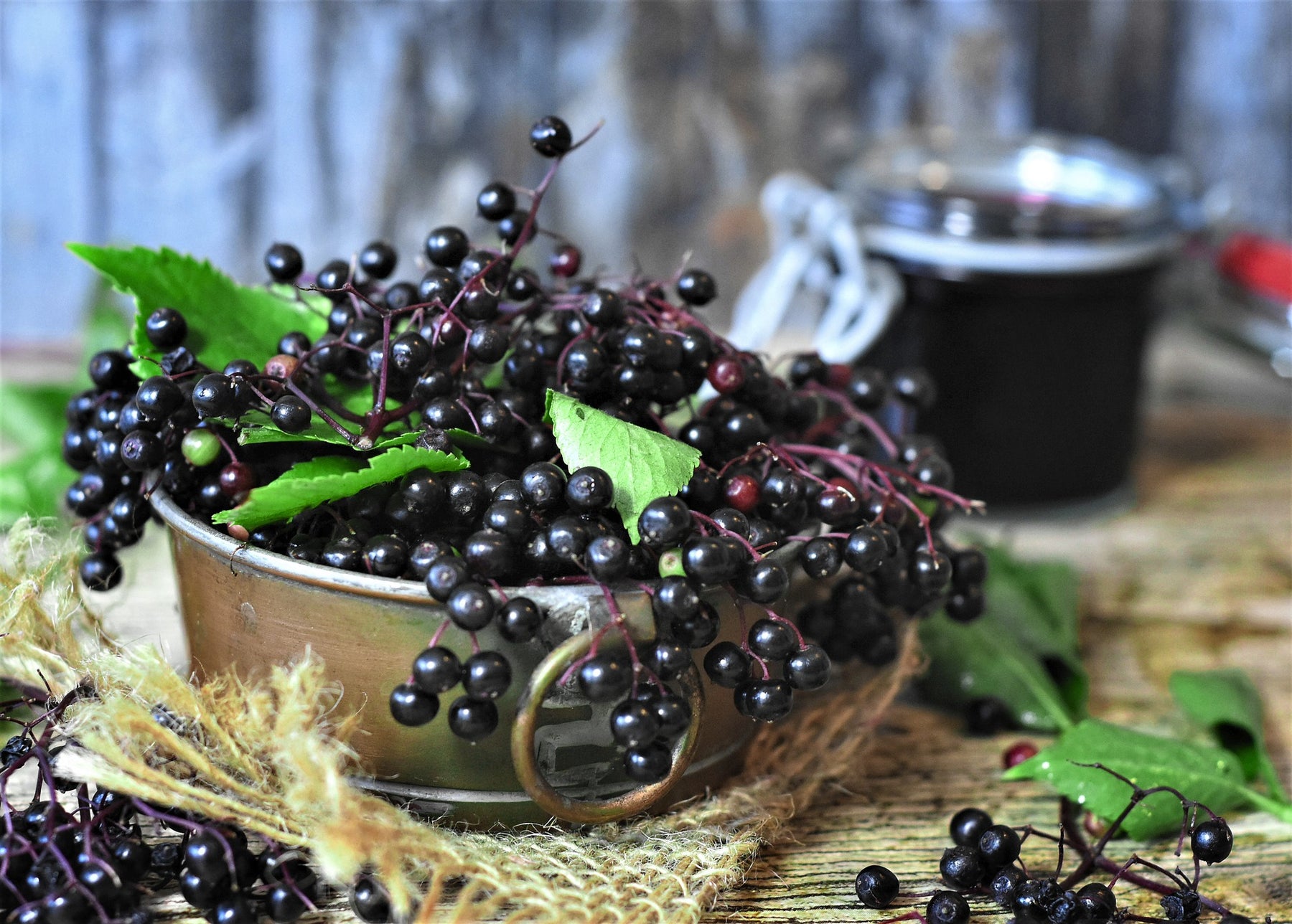 Elderberries: Nature's Remedy for the Flu