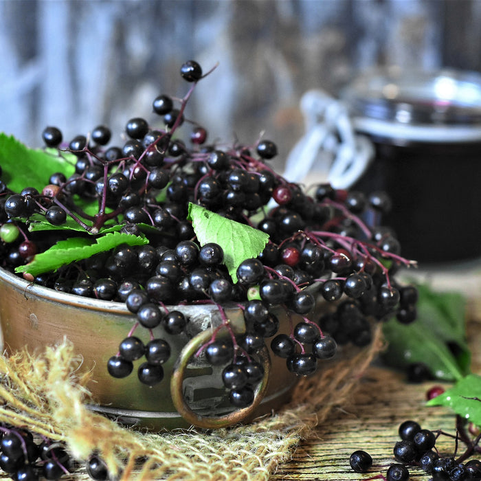 Elderberries: Nature's Remedy for the Flu